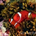 anemonefish_spinecheek_mid_h_0705_png1331.jpg